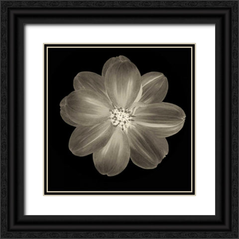 Sepia Floral III Black Ornate Wood Framed Art Print with Double Matting by Greene, Taylor