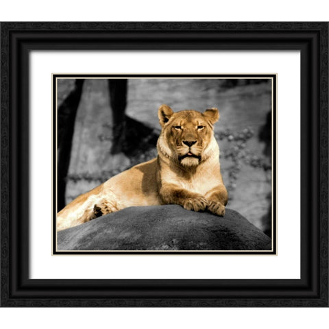 Lioness Black Ornate Wood Framed Art Print with Double Matting by Donovan, Kelly