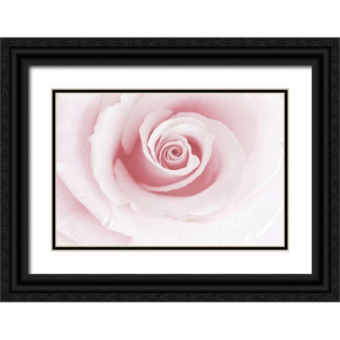 Rose Embrace Black Ornate Wood Framed Art Print with Double Matting by Delimont, Danita