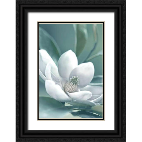 Magnolia Morning Black Ornate Wood Framed Art Print with Double Matting by Delimont, Danita