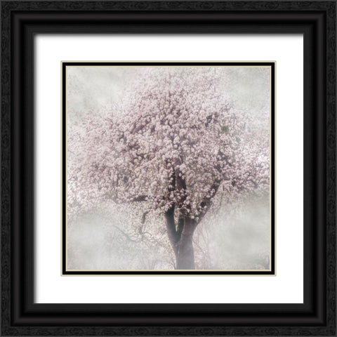 Blossoms of Spring III Black Ornate Wood Framed Art Print with Double Matting by Weisz, Irene