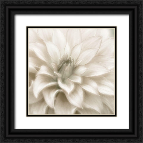 Soft Dahlia Black Ornate Wood Framed Art Print with Double Matting by Delimont, Danita