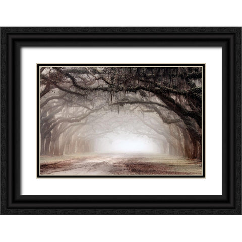 Timeless Plantation Drive Black Ornate Wood Framed Art Print with Double Matting by Delimont, Danita