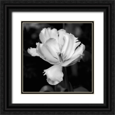 Dramatic Tulip Black Ornate Wood Framed Art Print with Double Matting by Donovan, Kelly