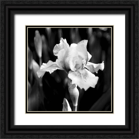 Dramatic Iris Black Ornate Wood Framed Art Print with Double Matting by Donovan, Kelly