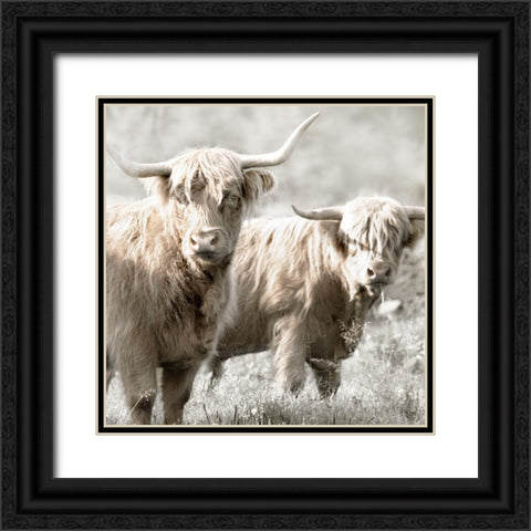 Hairy Highland Bulls Black Ornate Wood Framed Art Print with Double Matting by Delimont, Danita