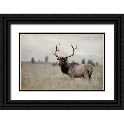 Grand Elk Black Ornate Wood Framed Art Print with Double Matting by Delimont, Danita
