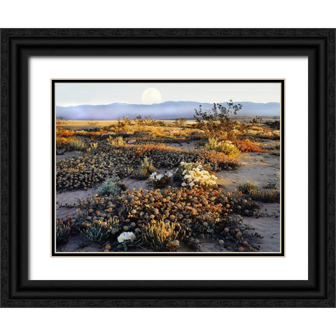 Anza Borrego Desert Black Ornate Wood Framed Art Print with Double Matting by Delimont, Danita