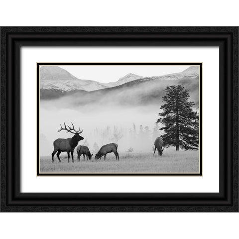 Mountain Elk Black Ornate Wood Framed Art Print with Double Matting by Delimont, Danita