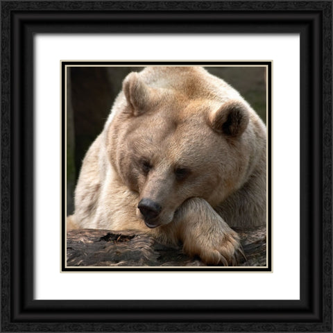 Bear Thoughts Black Ornate Wood Framed Art Print with Double Matting by Delimont, Danita