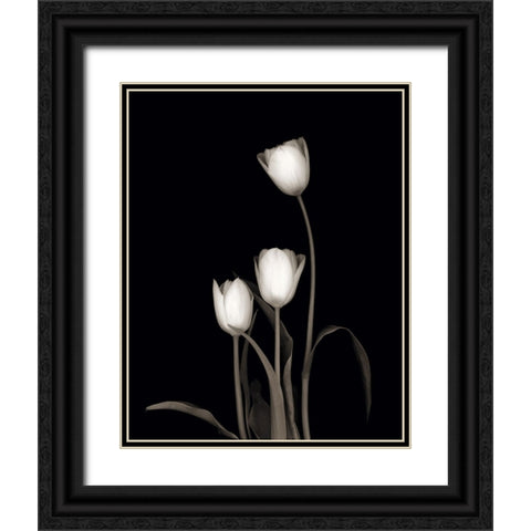 Tulip Pose III Black Ornate Wood Framed Art Print with Double Matting by Delimont, Danita