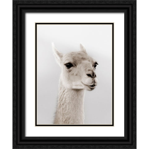 Soft Llama Black Ornate Wood Framed Art Print with Double Matting by Delimont, Danita