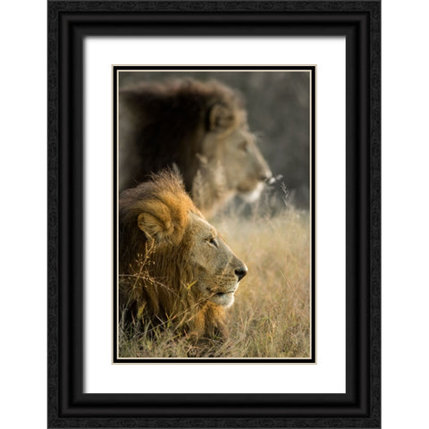 Lions in Morning Black Ornate Wood Framed Art Print with Double Matting by Delimont, Danita