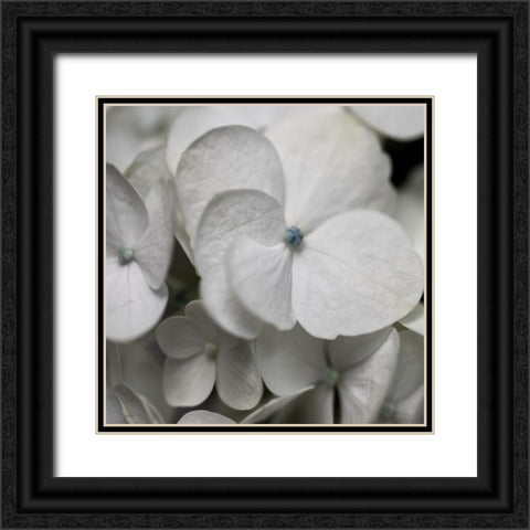 Hydrangea II Black Ornate Wood Framed Art Print with Double Matting by Robinson, Carol