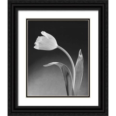 Solo Tulip Black Ornate Wood Framed Art Print with Double Matting by Stefanich, Dick and Diane