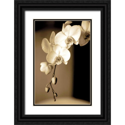 Exotic Blooms Black Ornate Wood Framed Art Print with Double Matting by Ryan, Cinzia