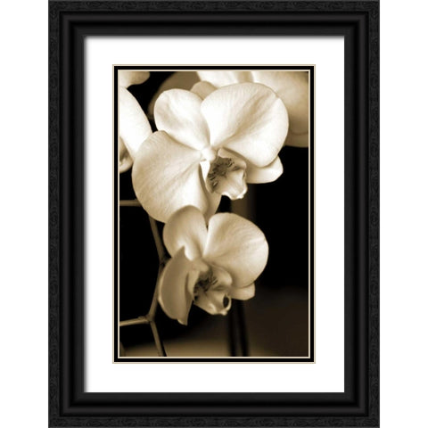 Exotic Blooms Black Ornate Wood Framed Art Print with Double Matting by Ryan, Cinzia