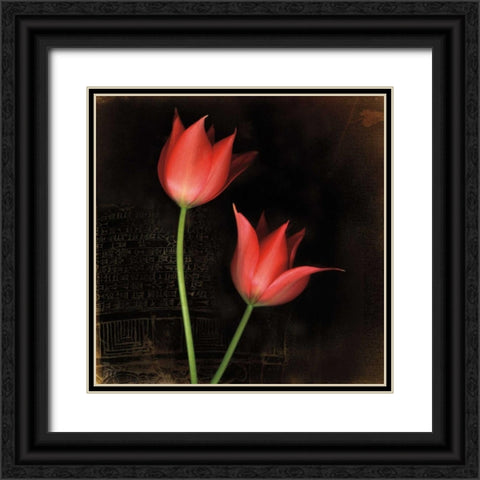 Species Tulips Black Ornate Wood Framed Art Print with Double Matting by Filler, Rick