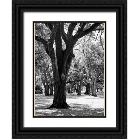 Oak Tree Study Black Ornate Wood Framed Art Print with Double Matting by Maihara/Watt, Jeff/Boyce