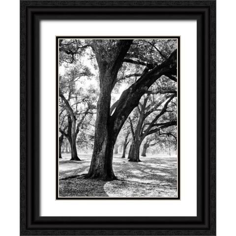 Oak Tree Study Black Ornate Wood Framed Art Print with Double Matting by Maihara/Watt, Jeff/Boyce