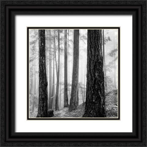 Capilano Forest Black Ornate Wood Framed Art Print with Double Matting by LSH