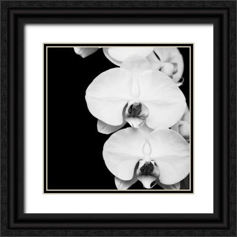 Orchid Portrait II Black Ornate Wood Framed Art Print with Double Matting by Maihara, Jeff