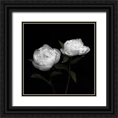 Peony Perfection I Black Ornate Wood Framed Art Print with Double Matting by Maihara, Jeff