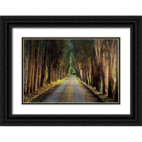 Tree Tunnel Black Ornate Wood Framed Art Print with Double Matting by Cahill, Michael