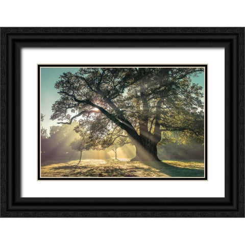 Breaking Through Black Ornate Wood Framed Art Print with Double Matting by Frank, Assaf