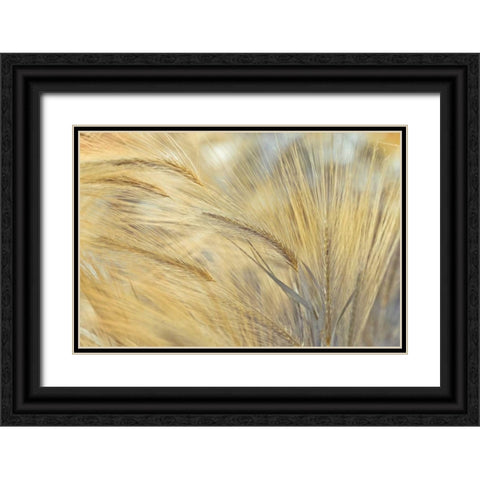 Foxtail Black Ornate Wood Framed Art Print with Double Matting by Frank, Assaf