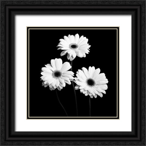 Gerbera Portrait II Black Ornate Wood Framed Art Print with Double Matting by Maihara, Jeff