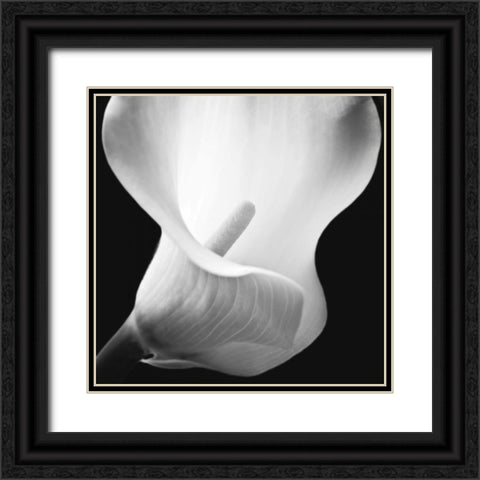 Softness I Black Ornate Wood Framed Art Print with Double Matting by Frank, Assaf
