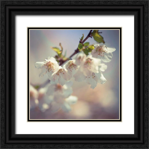 Soft bloom II Black Ornate Wood Framed Art Print with Double Matting by Frank, Assaf