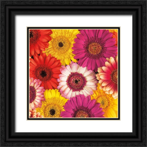 Splash of Color I Black Ornate Wood Framed Art Print with Double Matting by Frank, Assaf