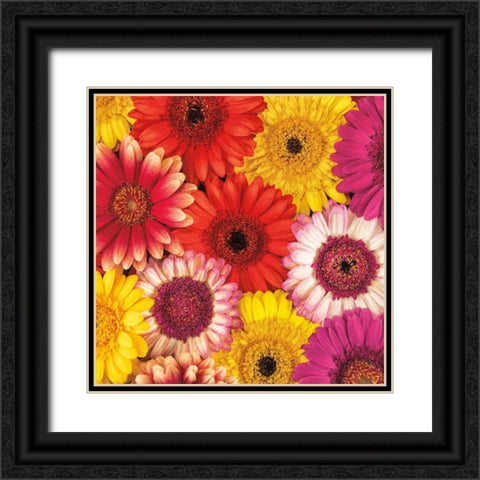 Splash of Color II Black Ornate Wood Framed Art Print with Double Matting by Frank, Assaf