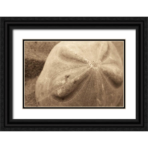 Sand Dollar Black Ornate Wood Framed Art Print with Double Matting by Schick, Cyndi