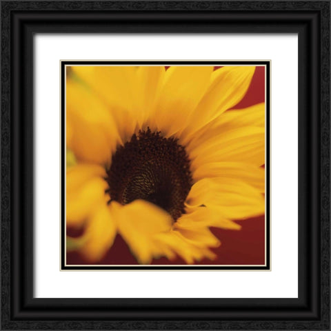 Sunflower on Red Black Ornate Wood Framed Art Print with Double Matting by Butler, Jane-Ann