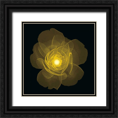 Rose Black Ornate Wood Framed Art Print with Double Matting by Wehtje, Jim