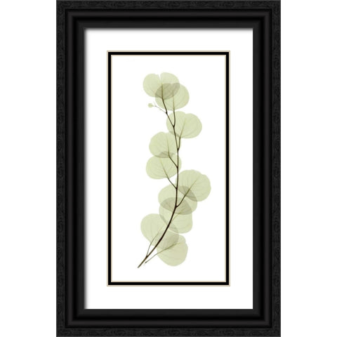 Eucalyptus Black Ornate Wood Framed Art Print with Double Matting by ACEE