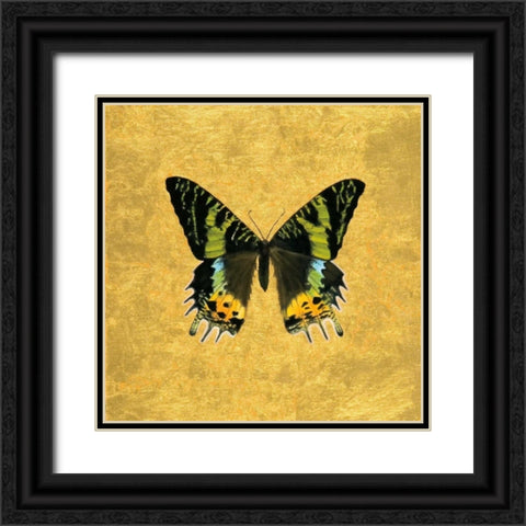 Butterfly on Gold Black Ornate Wood Framed Art Print with Double Matting by Charlotte, Joanna