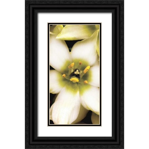 Star of Bethlehem Triptych Black Ornate Wood Framed Art Print with Double Matting by Levine, Andrew