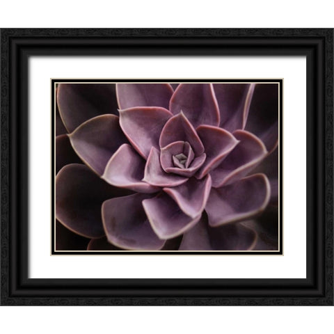 Echeveria I Black Ornate Wood Framed Art Print with Double Matting by Levine, Andrew