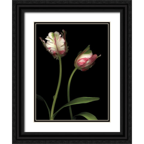Parrot Tulips I Black Ornate Wood Framed Art Print with Double Matting by Levine, Andrew