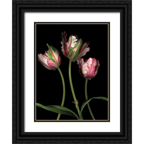 Parrot Tulips II Black Ornate Wood Framed Art Print with Double Matting by Levine, Andrew