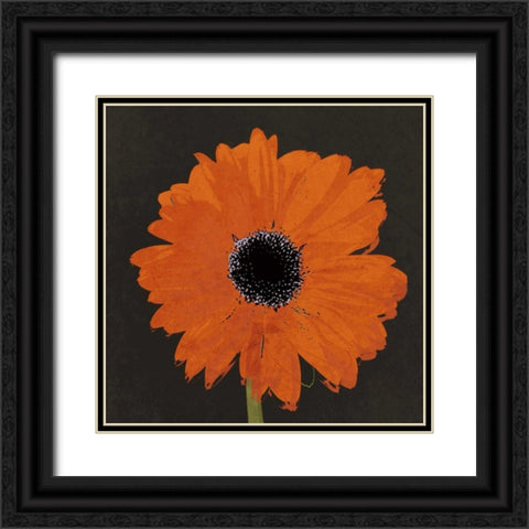 Midnight Gerbera I Black Ornate Wood Framed Art Print with Double Matting by Lacie, Robert