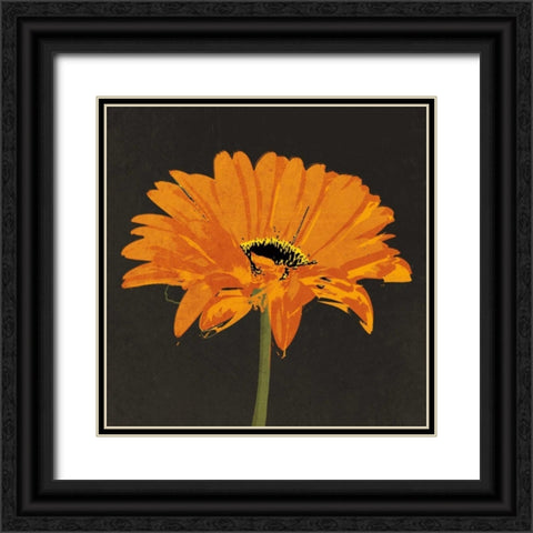 Midnight Gerbera II Black Ornate Wood Framed Art Print with Double Matting by Lacie, Robert
