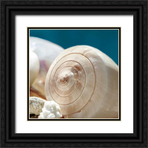 Shell Quartet Black Ornate Wood Framed Art Print with Double Matting by Marie, Dina