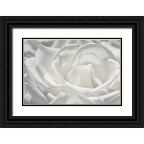 Coolness Black Ornate Wood Framed Art Print with Double Matting by Marie, Dina