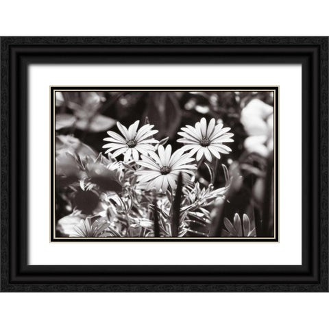 Americana Black Ornate Wood Framed Art Print with Double Matting by OMara, James