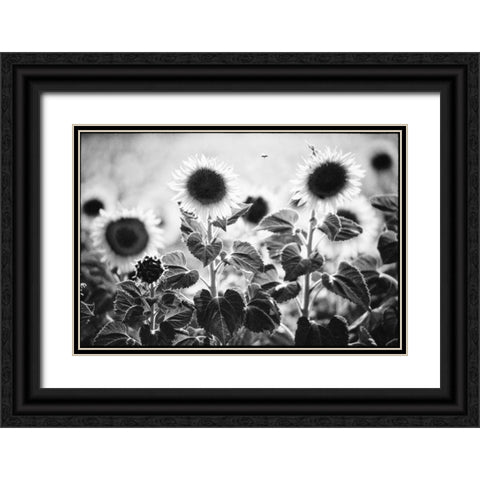 Provence Black Ornate Wood Framed Art Print with Double Matting by OMara, James